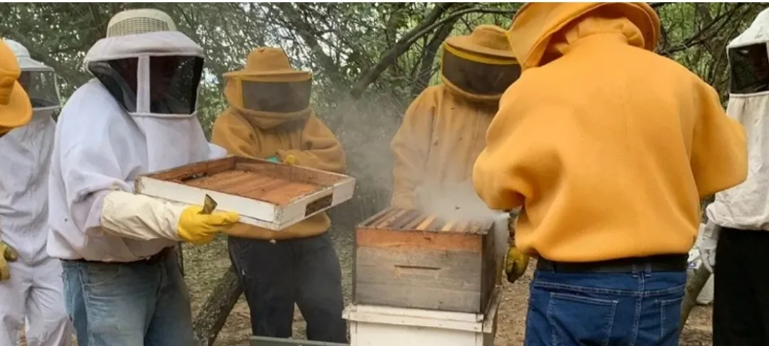 Hoy 9 de Julio se celebra el día del Apicultor en Paraguay