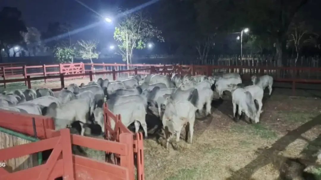 Policía recupera 500 cabezas de ganado hurtadas de la estancia de Lalo Gomes