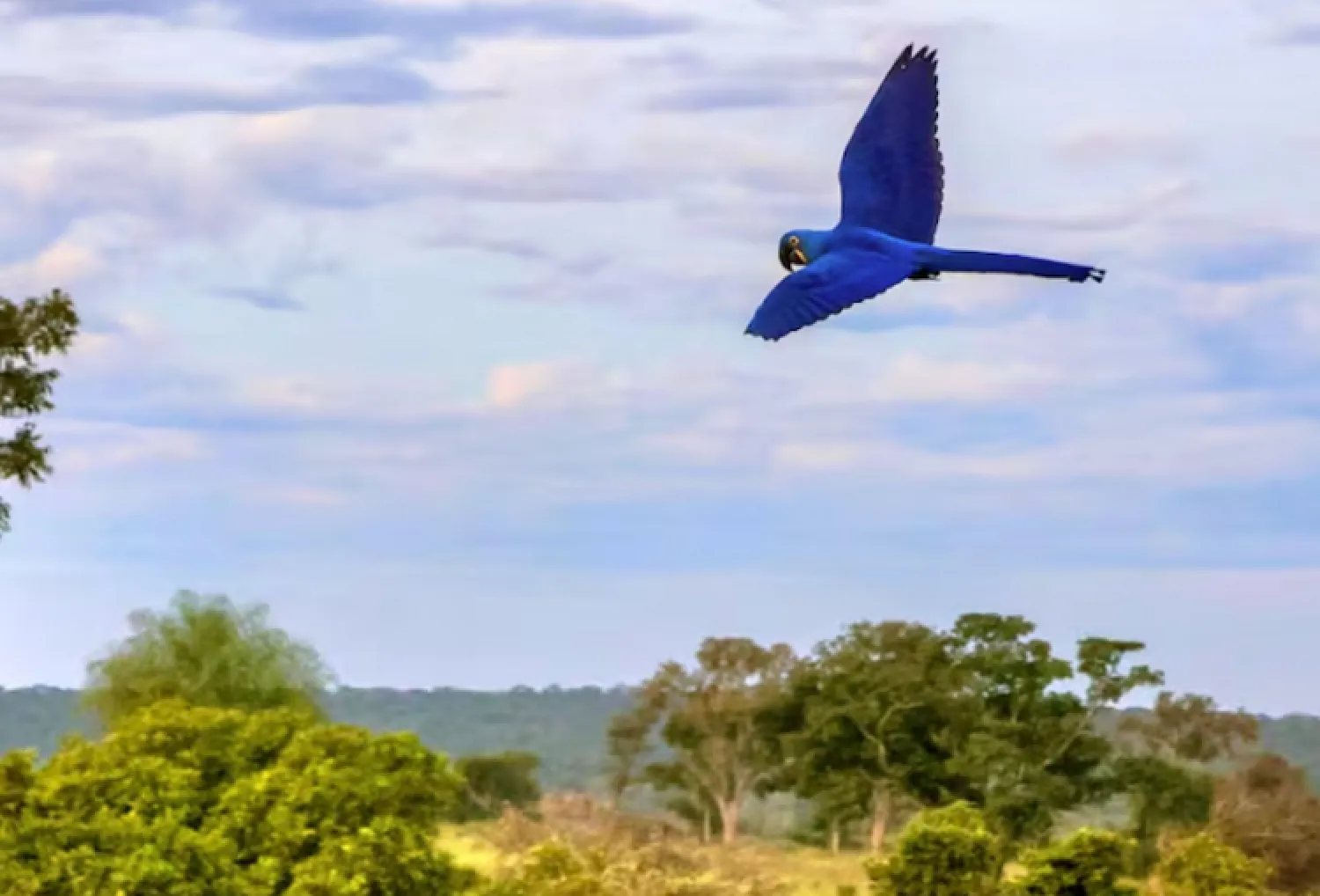 Tras un año de recuperación, vuelve a volar libre el guacamayo azul Perla