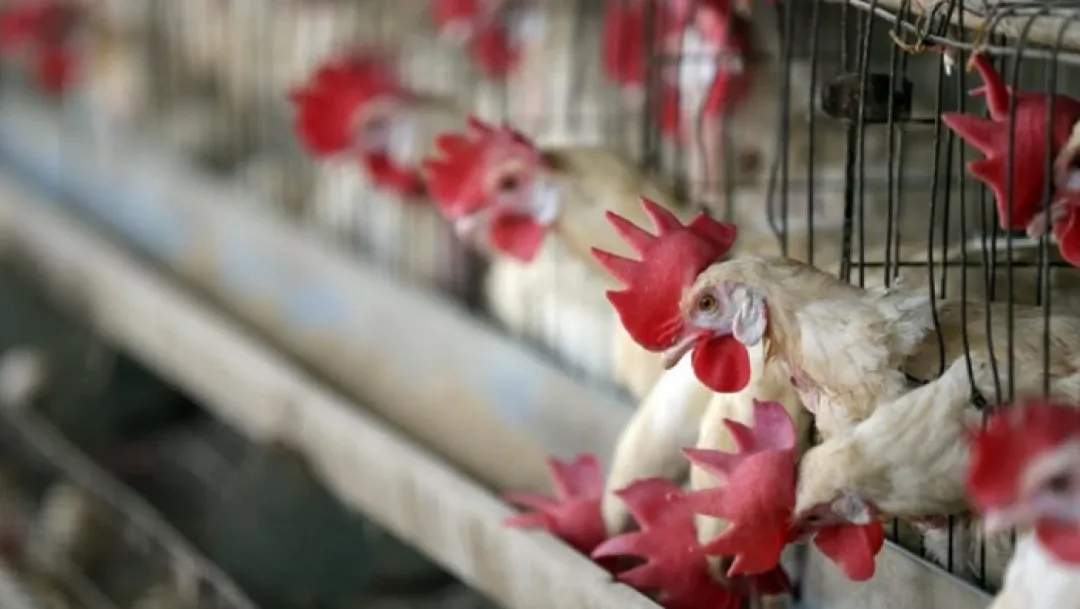 Brasil confirma el primer caso de gripe aviar de “alta patogenicidad” en granja comercial