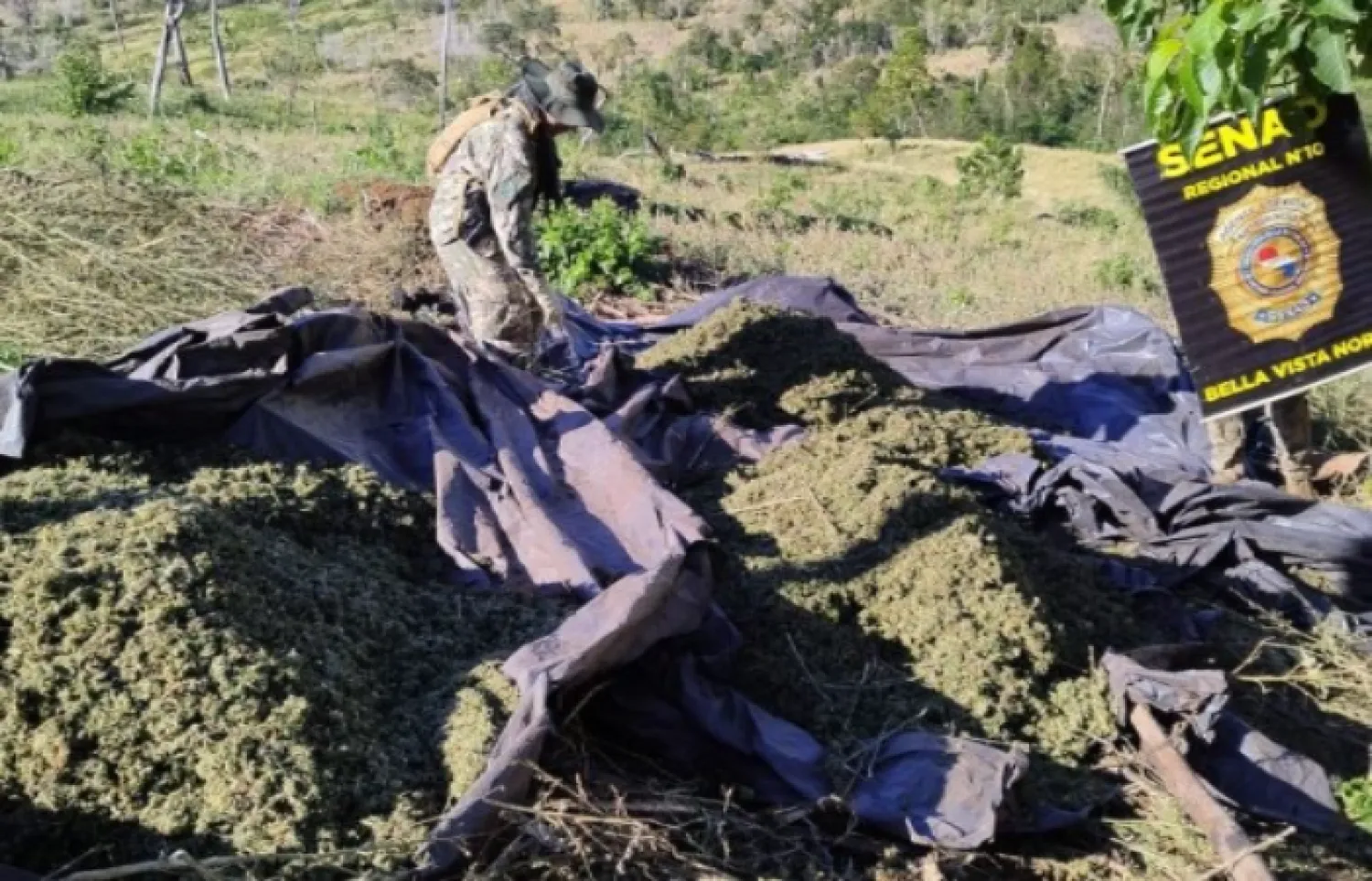 SENAD SACA DE CIRCULACIÓN CASI 10 TONELADAS DE MARIHUANA EN BELLA VISTA NORTE