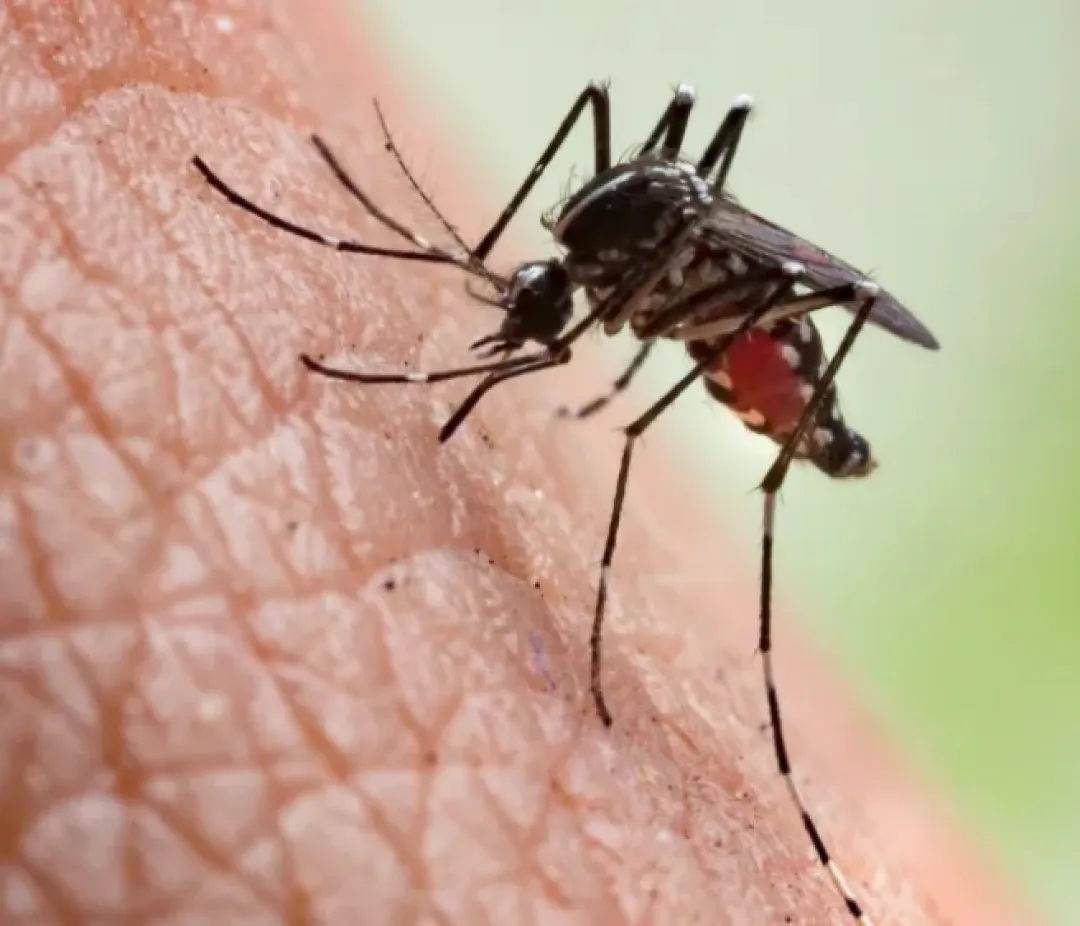 Ministerio de Salud confirma un nuevo caso de chikungunya en Amambay