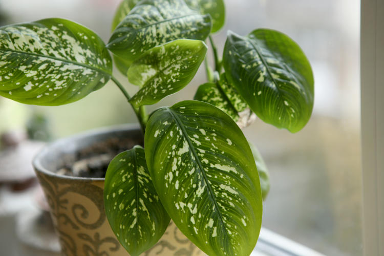 Si tenés esta planta en tu casa, es mejor que la saques: Pediatra explica los motivos