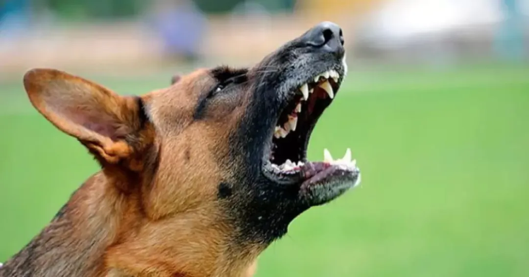 Niño de tres años falleció a causa de una mordida de perro