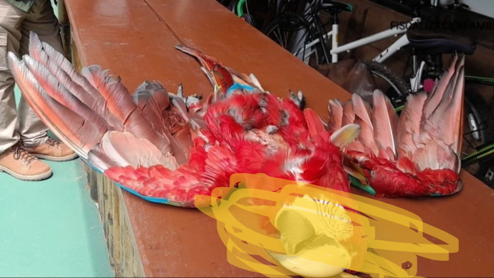 Asesinan a un guacamayo rojo en Luque ,Hecho criminal