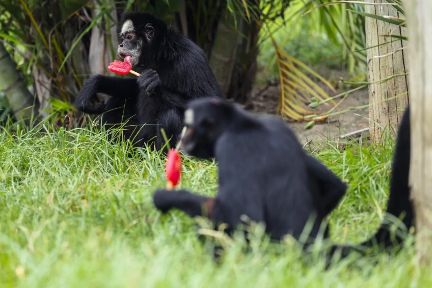 Los animales del zoológico de Río de Janeiro reciben helados en un día con calor récord
