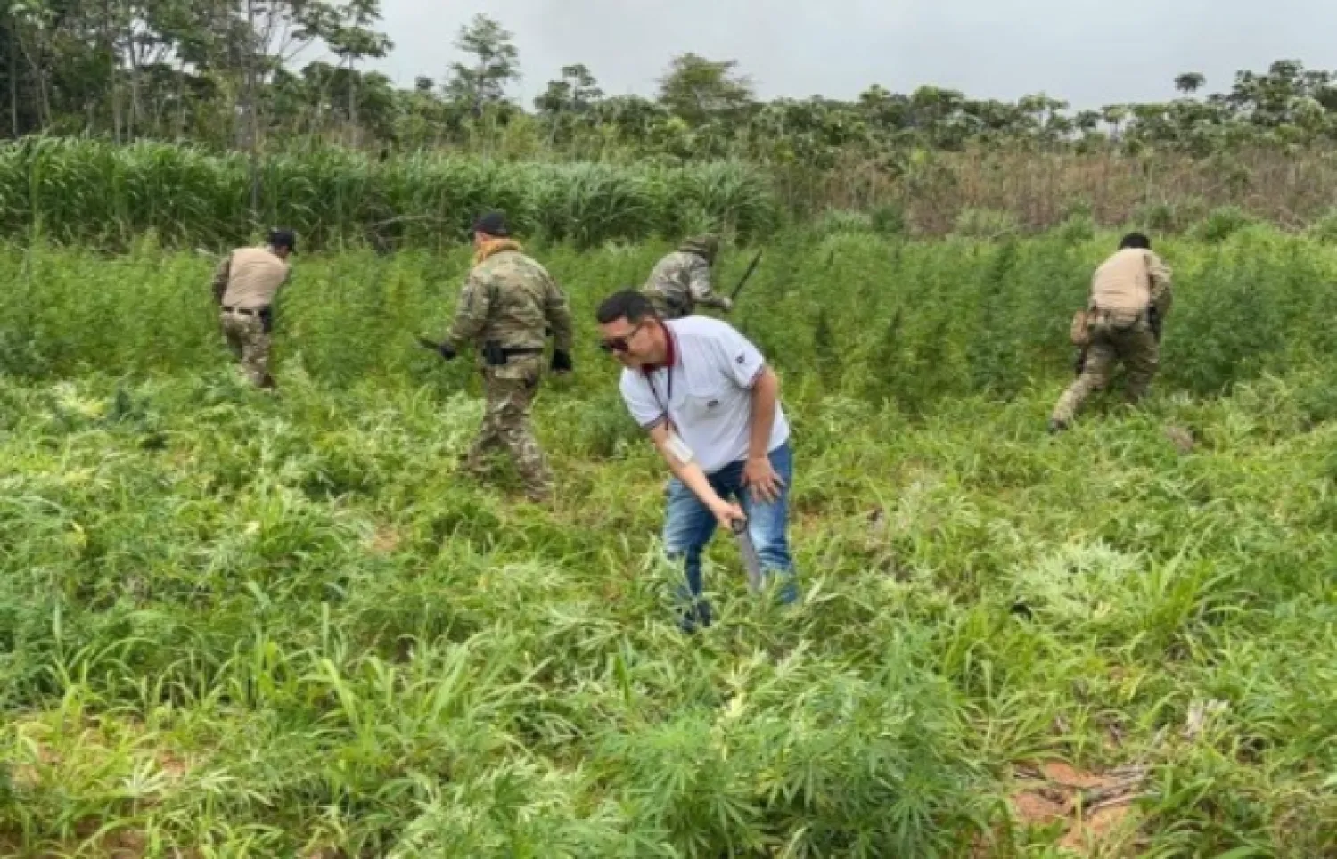 NARCO-INVASORES MONTARON LABORATORIO DE MARIHUANA “ICE” EN ESTANCIA INVADIDA EN EL AMAMBAY