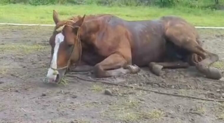 Se confirmaron casos positivos de encefalomielitis equina en Corrientes y Santa Fe