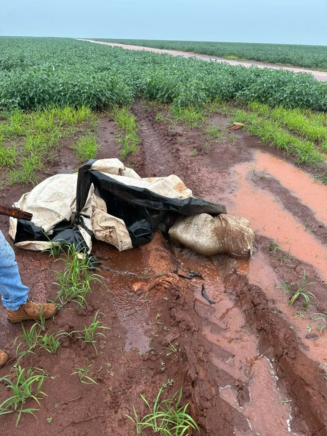 Misterio en la circunvalación: Encuentran cuerpo en descomposición en una bolsa en Ponta Porã