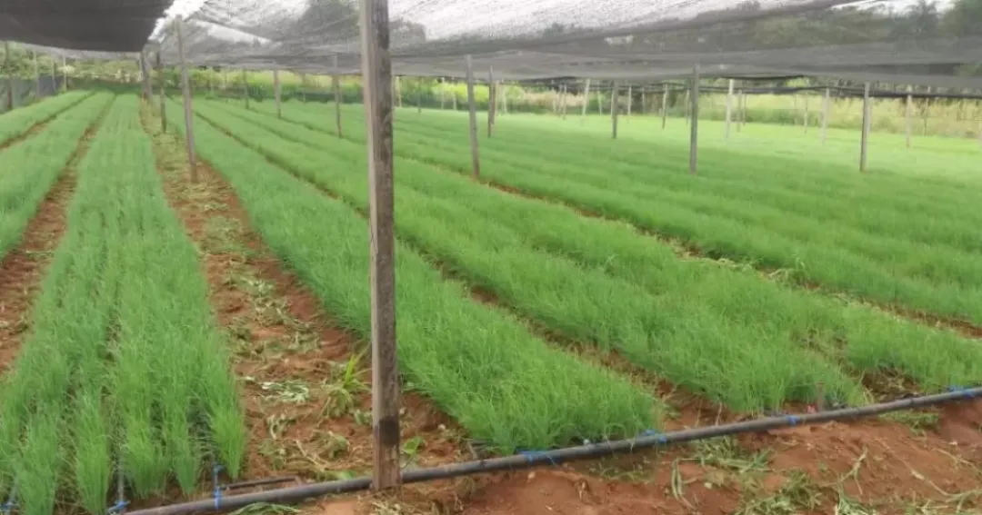 Productores alertan sobre merma de cebolla para el consumo interno