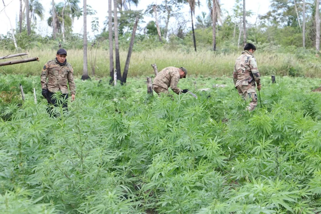 SENAD y Policía Federal ya erradicaron más de 800 toneladas de marihuana en 9 días