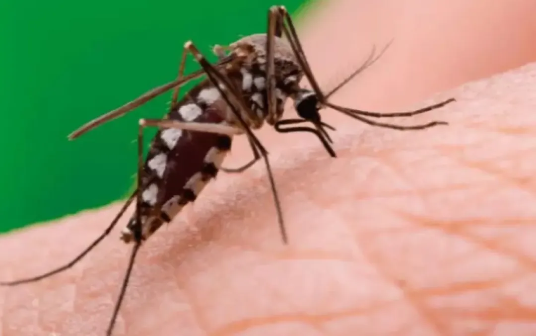 Tres nuevos casos confirmados de chikungunya en Amambay