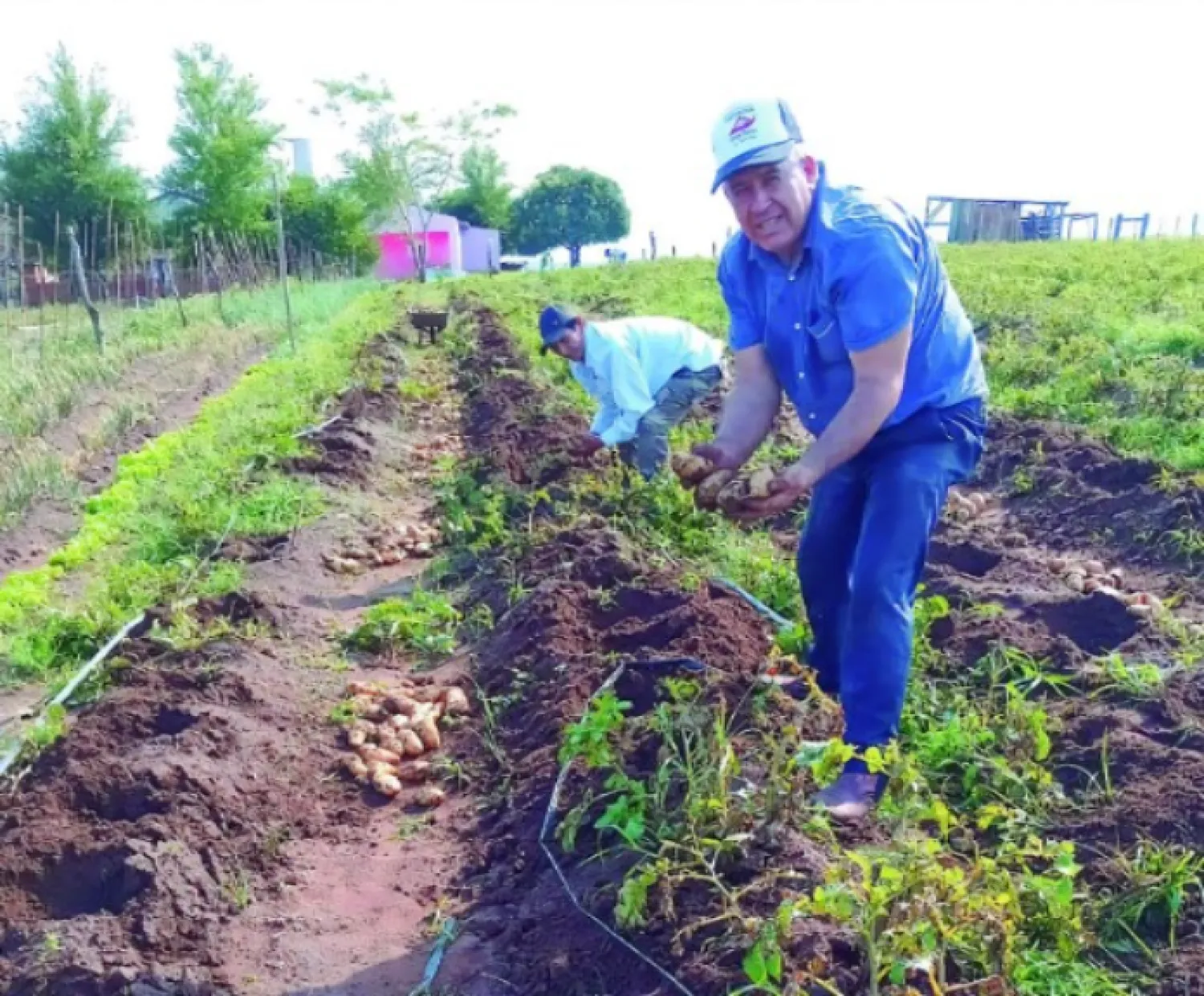 Cosecha récord de papa nacional abre futuro a la producción local en Aguara Veve