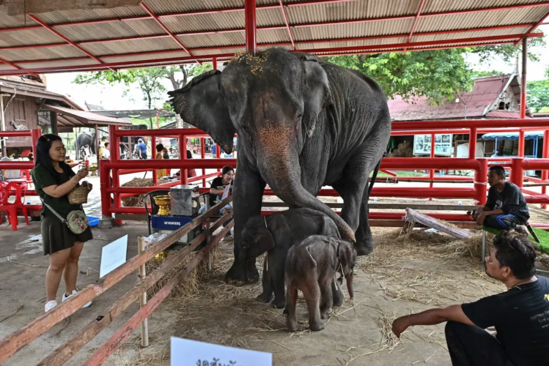 Tailandia: un elefante mató a una turista mientras lo bañaba