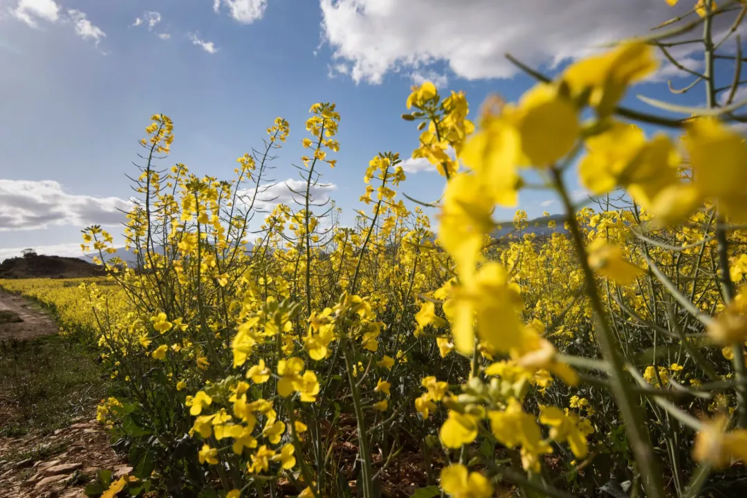 Canola: el cultivo estrella de invierno sigue creciendo y tiene un futuro prometedor