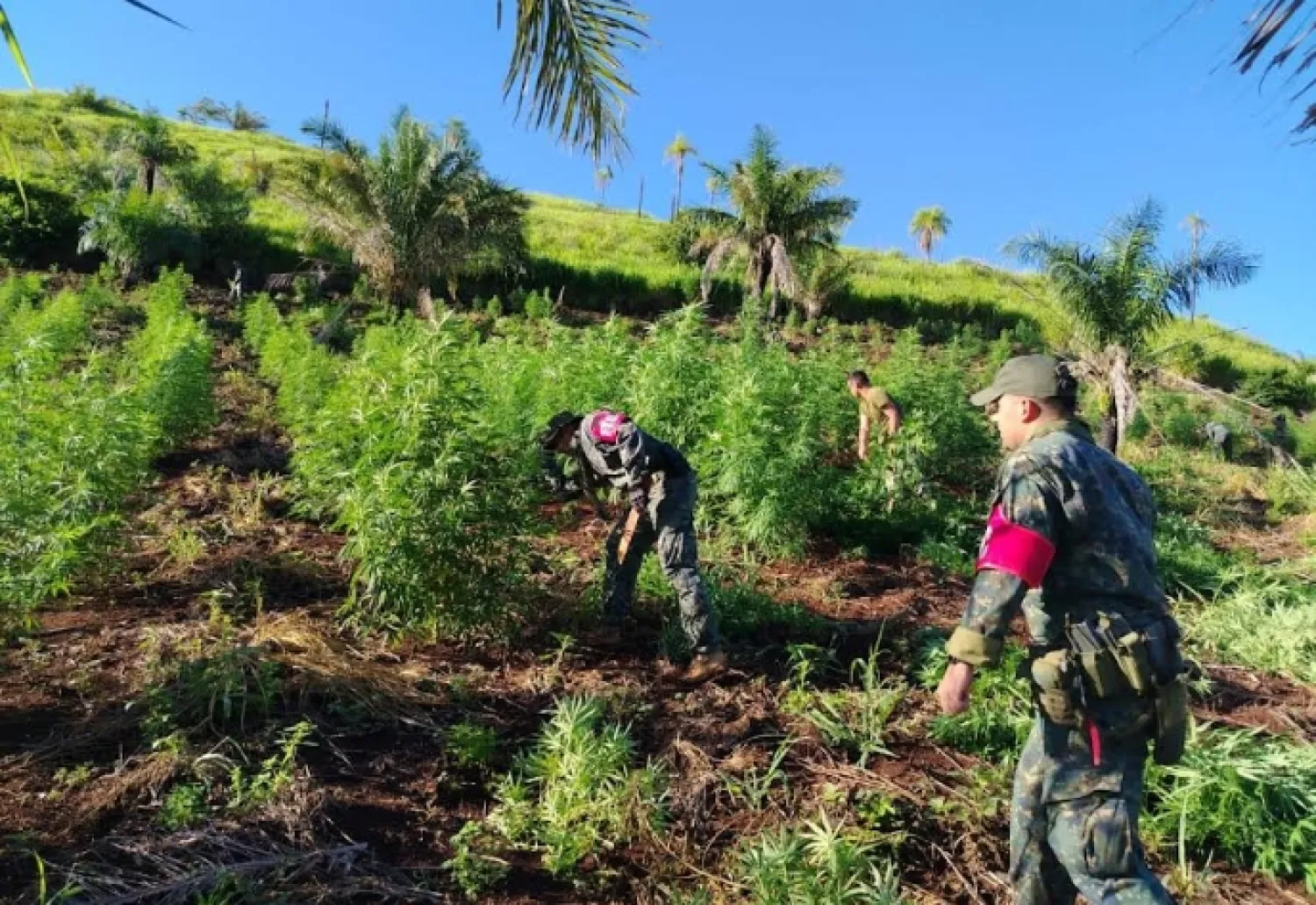 Trabajo conjunto entre Fuerzas del Estado logra sacar de circulación 75.000 kg de droga en el Amambay