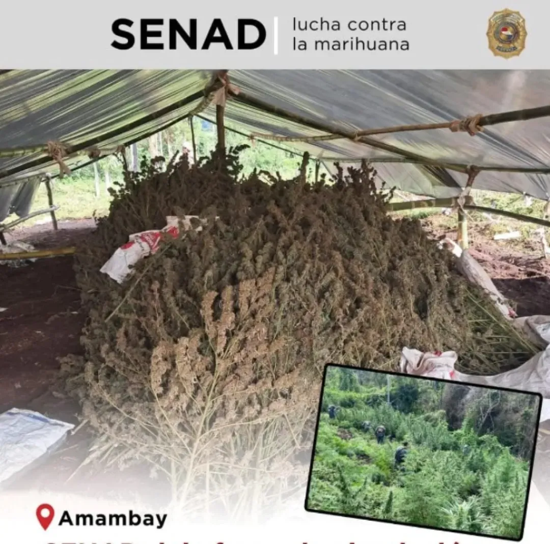 SENAD destruye  gran extensión de hectáreas de marihuana en el Amambay