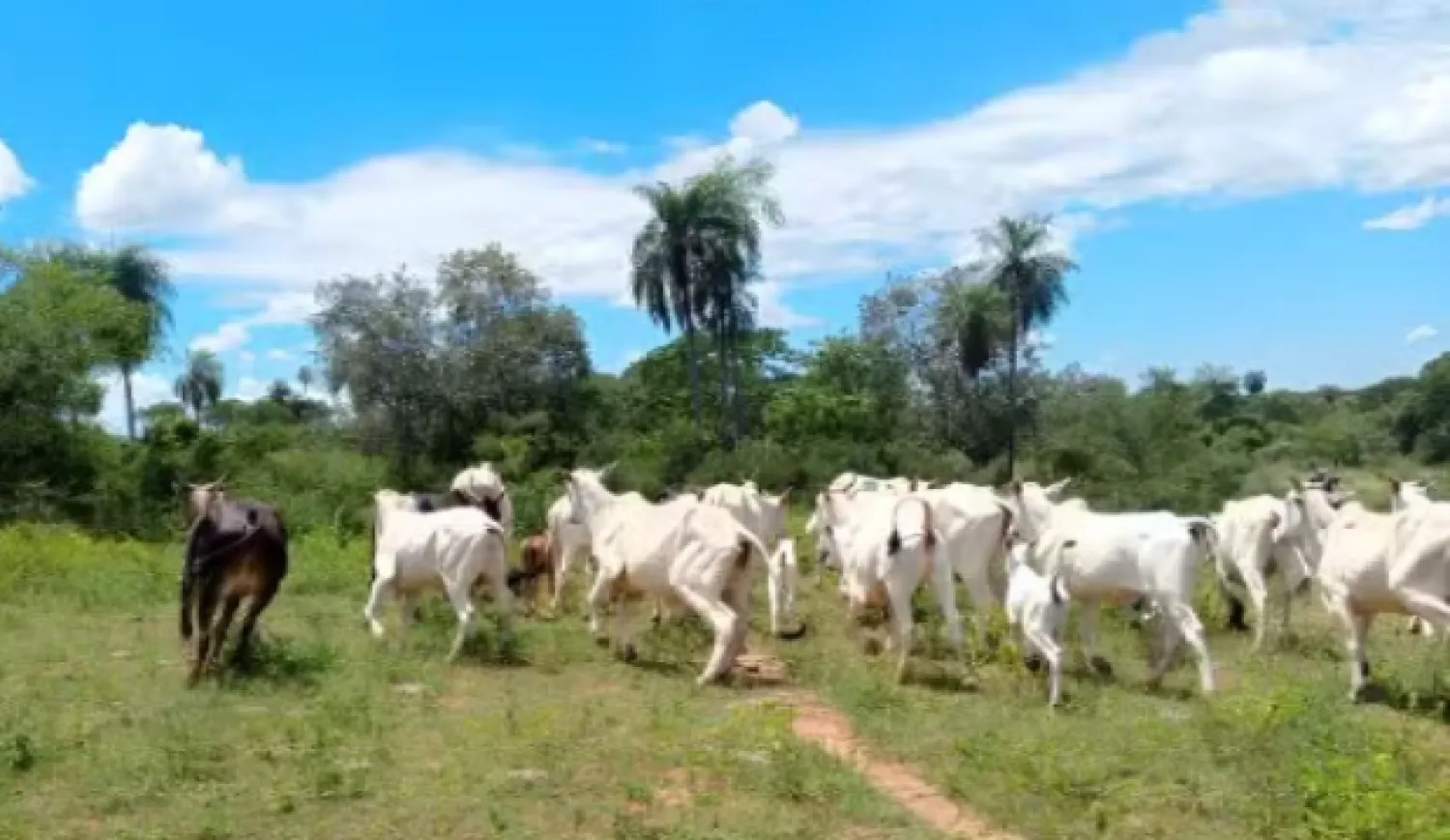 Recuperan 28 animales vacunos tras allanamiento en la zona de Bella Vista