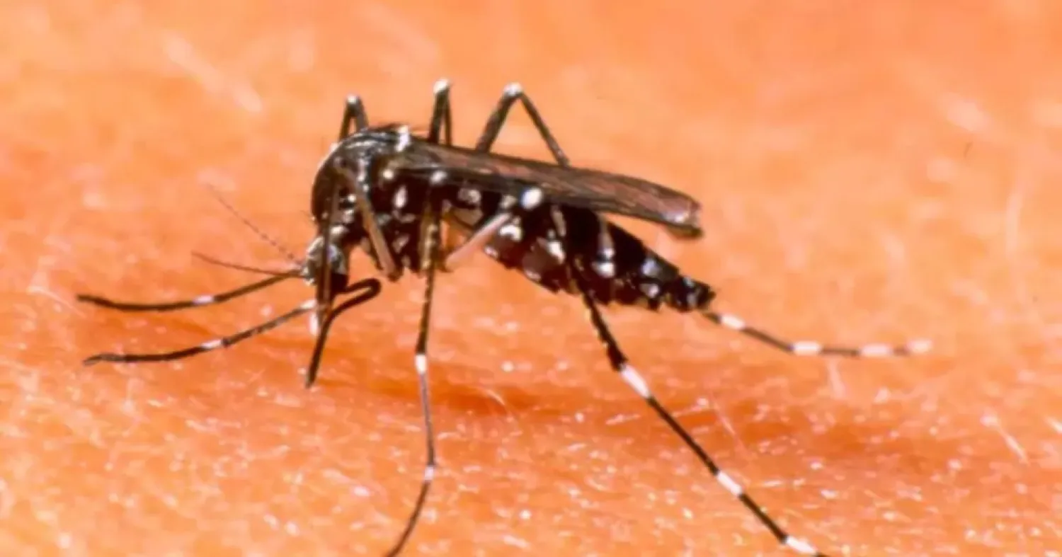 Dengue: 11 regiones del país presentan aumento de notificaciones