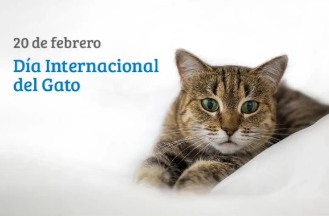 El Día Internacional del Gato celebra hoy 20 de febrero uno de sus día de festejo
