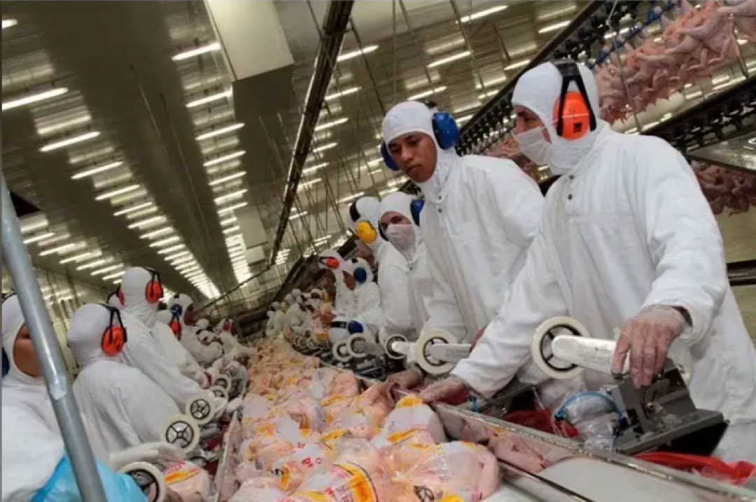 Declaran control de fiebre aviar