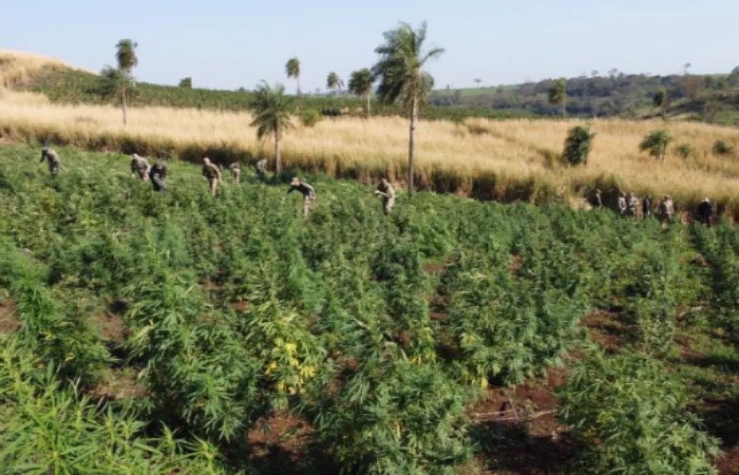 589 TONELADAS DE MARIHUANA SACADAS DE CIRCULACIÓN EN SEIS DÍAS DE LA OPERACIÓN NUEVA ALIANZA 52