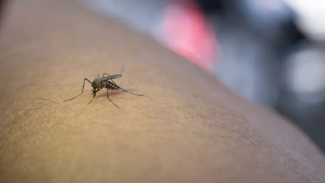 20 de Agosto día Mundial del Mosquito