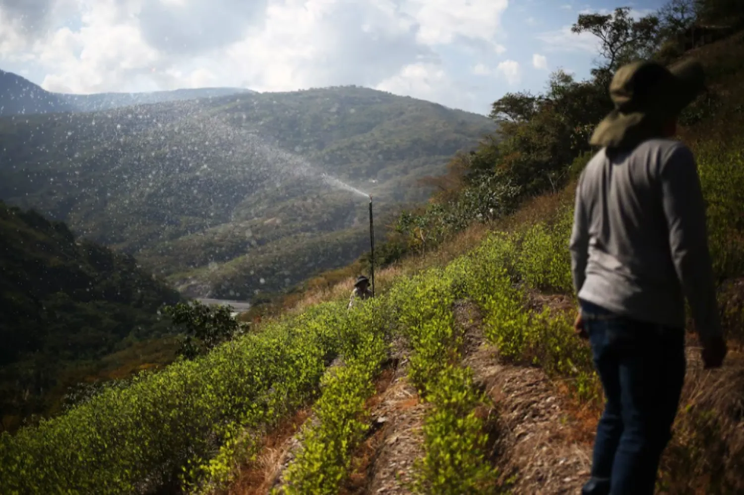 La OMS rechazó el pedido de Bolivia y mantiene la hoja de coca como una sustancia “peligrosa”