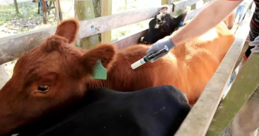 Extienden periodo de vacunación contra la fiebre aftosa hasta el 4 de julio