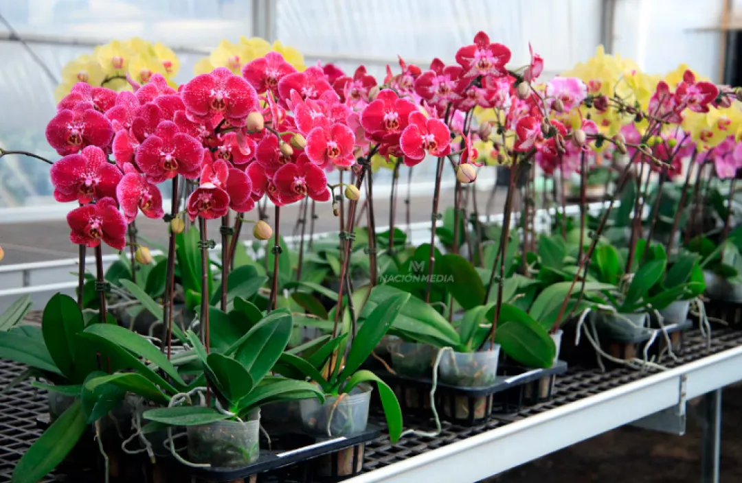 Floricultura del Paraguay obtiene certificación ISO