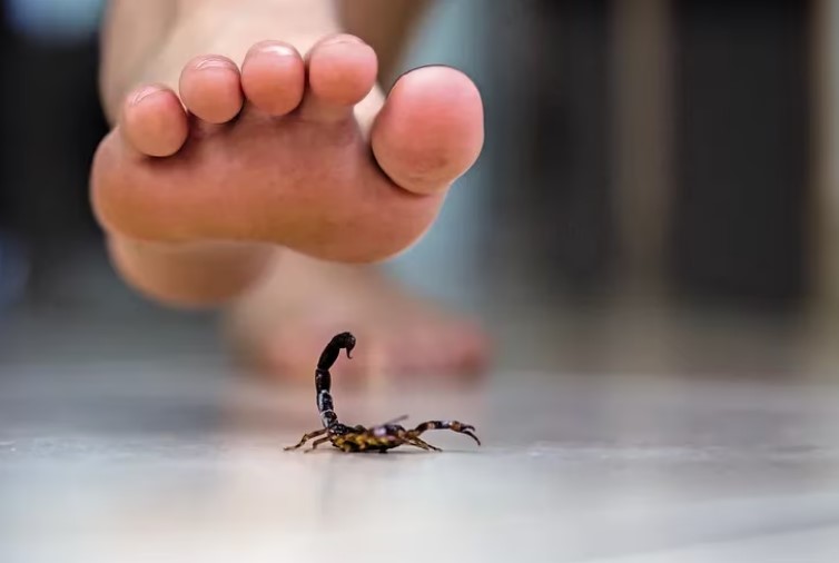 Salud reportó 14 picaduras de alacranes en un solo día