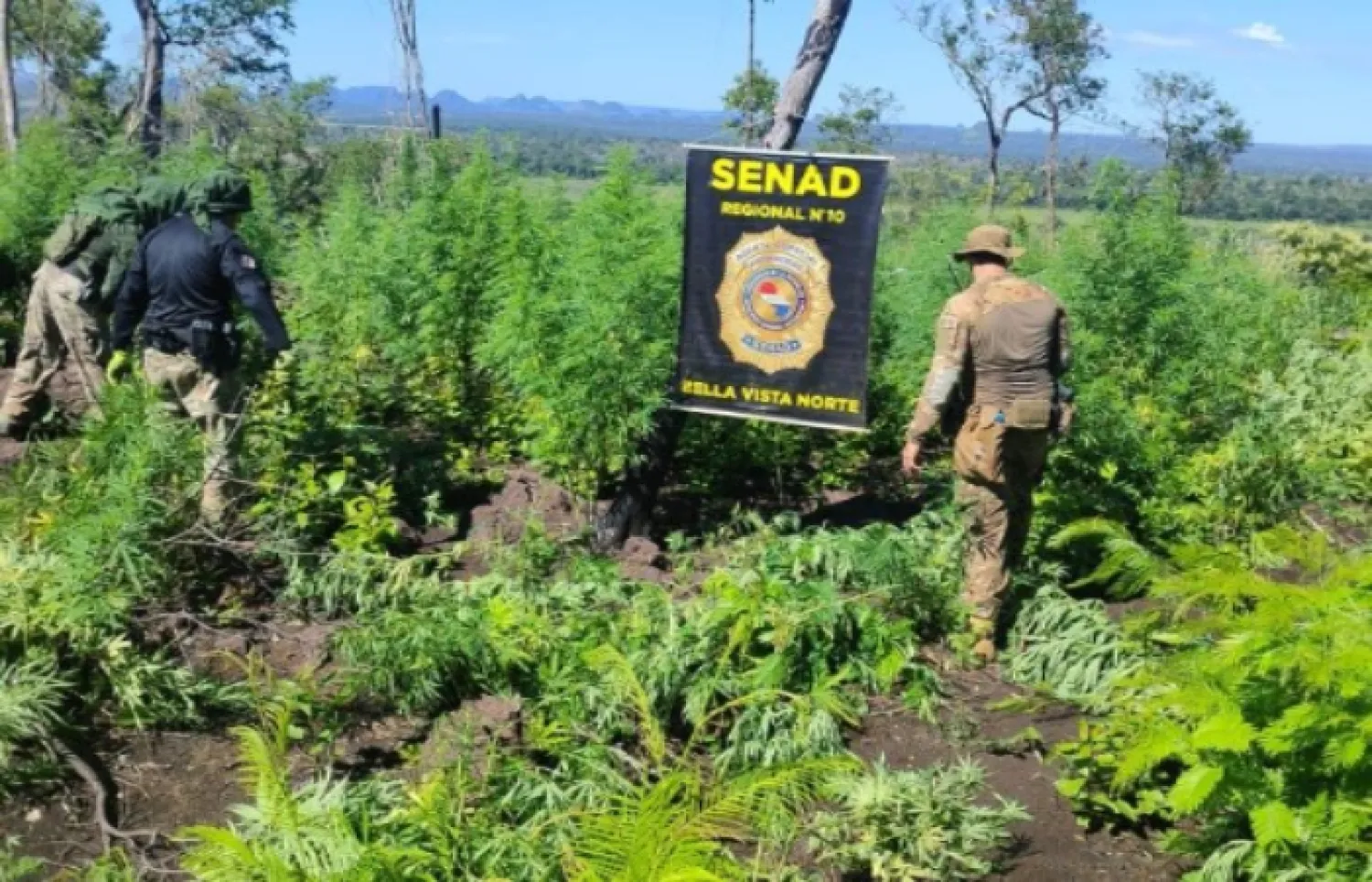 SENAD DESTRUYE ALREDEDOR DE 15 TONELADAS DE MARIHUANA EN COLONIA INDÍGENA DE BELLA VISTA NORTE