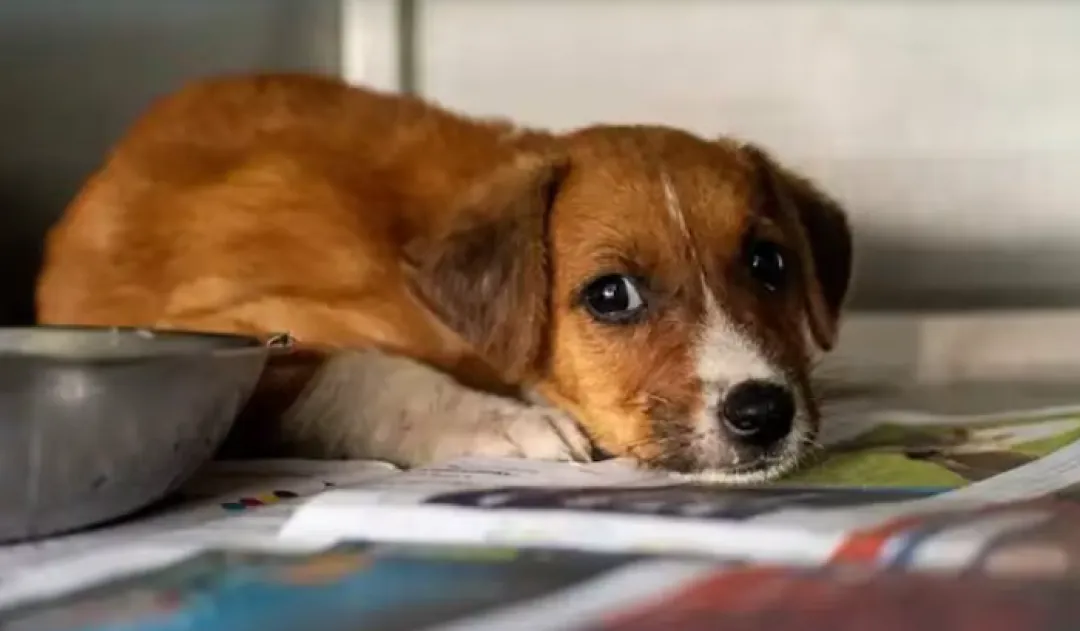 Día Mundial del Perro sin Raza: cuáles son sus características y por qué deberías adoptar uno