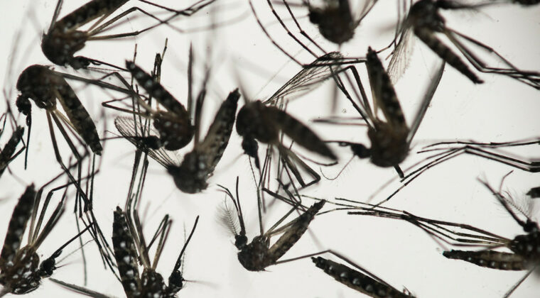 Dengue: Central, Presidente Hayes y Concepción con aumento progresivo de casos