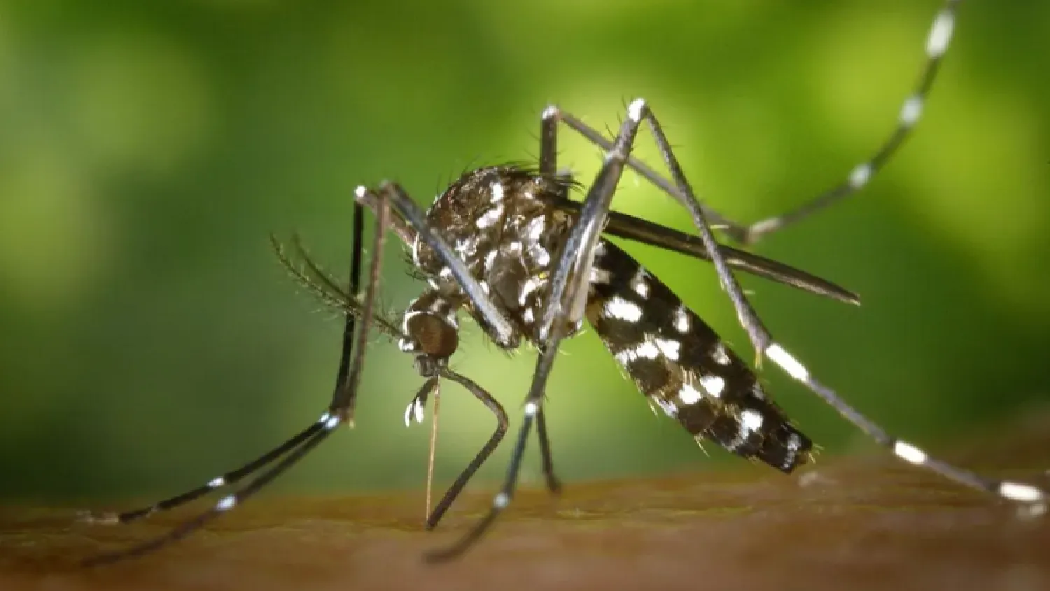 Proyección epidemiológica: Brotes de dengue y chikungunya al acecho
