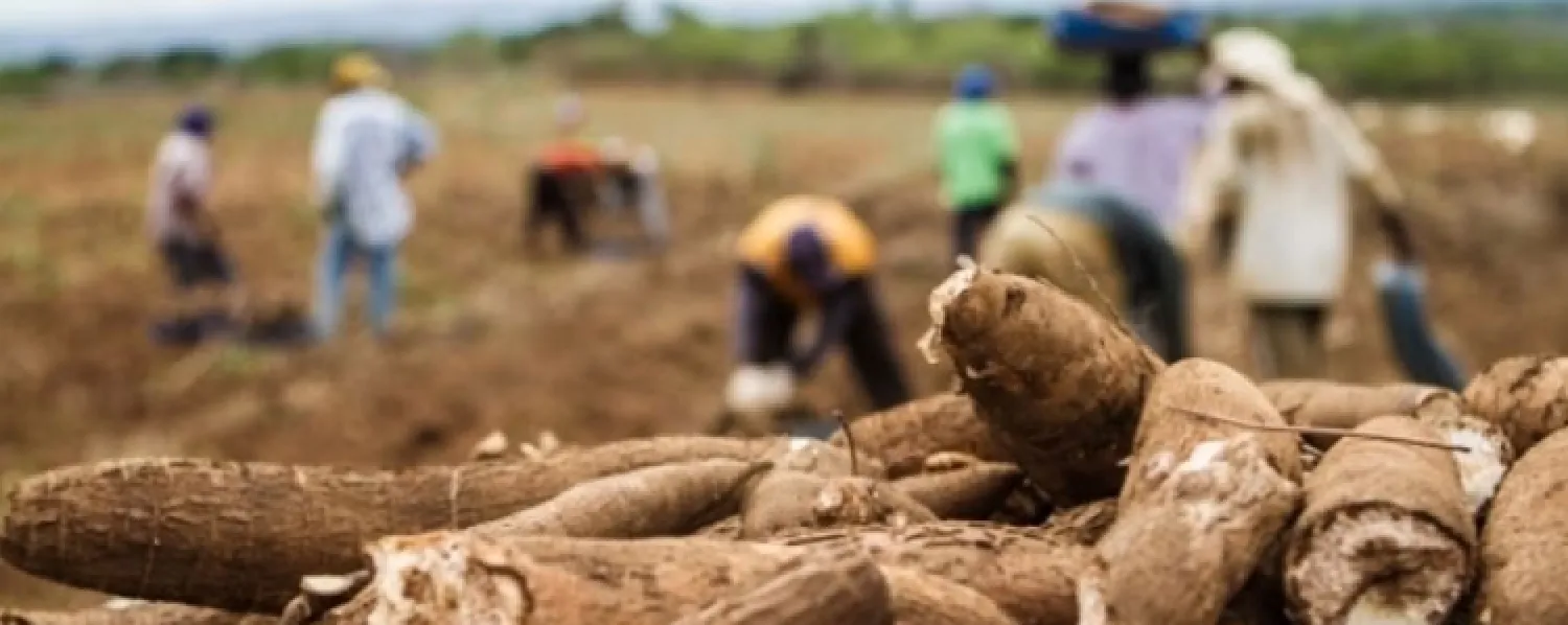 La mandioca, el pan paraguayo que se consolida como uno de los cultivos más importantes del país