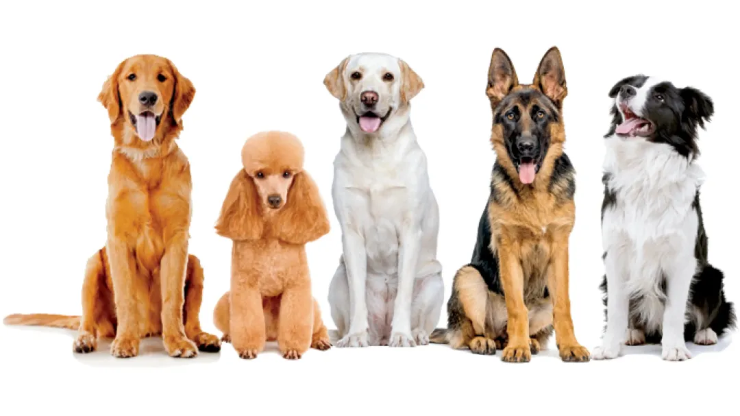 21 de julio: Día Mundial del Perro