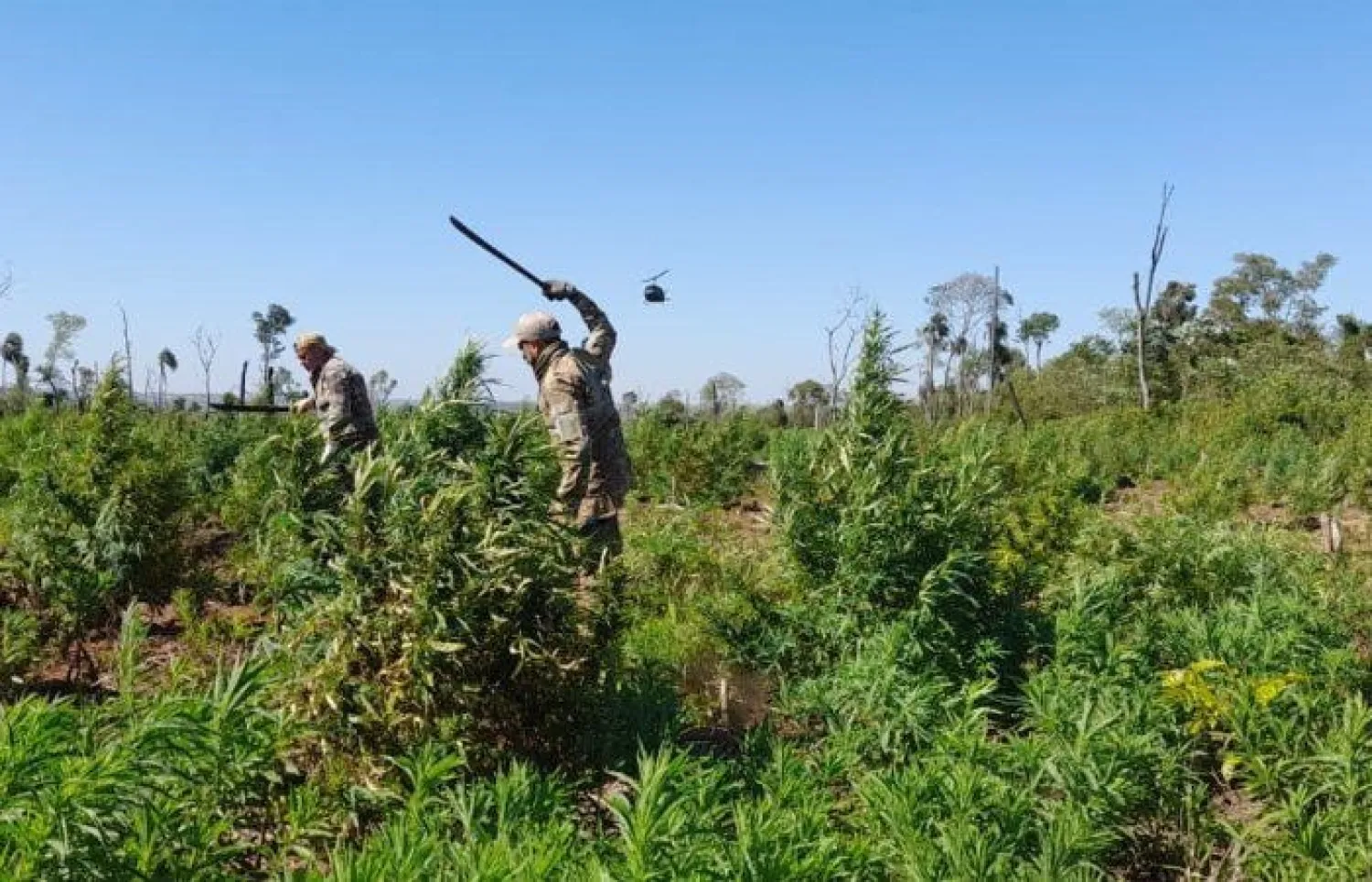 “Nueva Alianza 53” culminó con más de 1.000 toneladas de marihuana eliminadas al narcotráfico