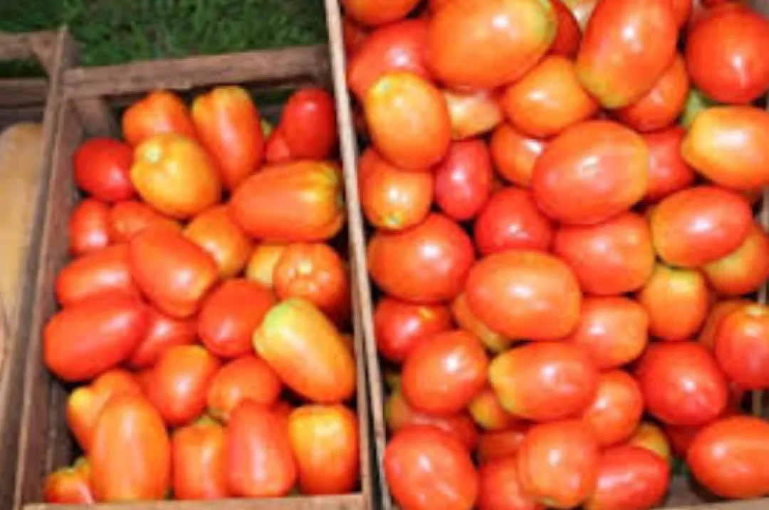 Elevado precio del tomate es culpa de intermediarios, según productores