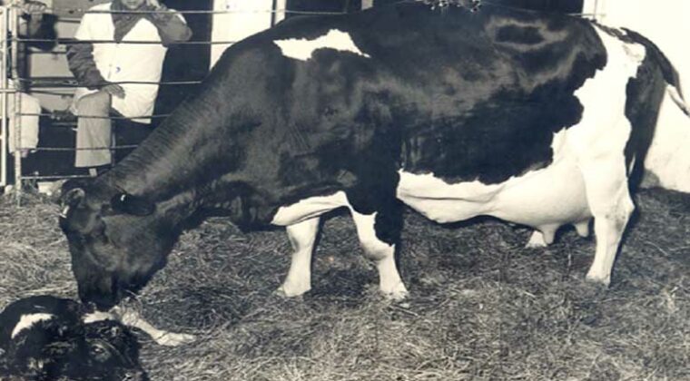 No es una vaca cualquiera: dio 92,9 litros de leche en un día y bate récord