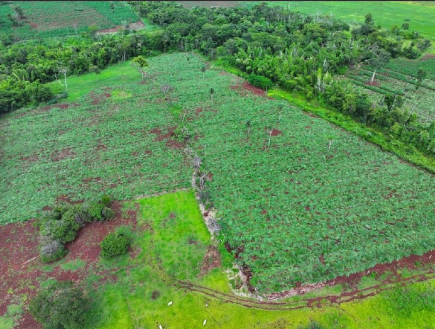 SENAD elimina mega plantación ilícita de casi 60 hectáreas en Amambay_