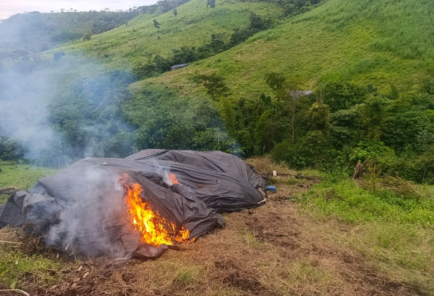 Reinicio “Nueva Alianza 55”: eliminan 42 campamentos y 126 toneladas de marihuana en Amambay