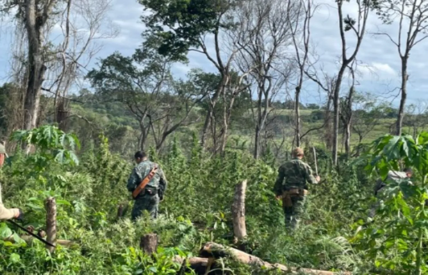 OPERACIÓN NUEVA ALIANZA 55 AVANZA EN AMAMBAY CON MILLONARIO GOLPE AL NARCOTRÁFICO