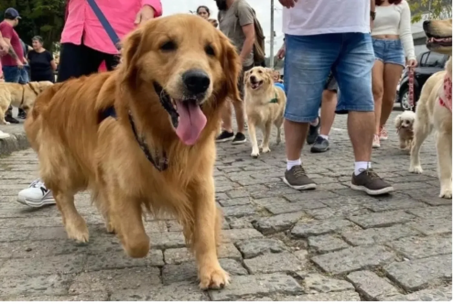 Municipalidad de  Ponta Porã, promueve este la 2ª "Cãominhada" este martes en el  Horto Florestal