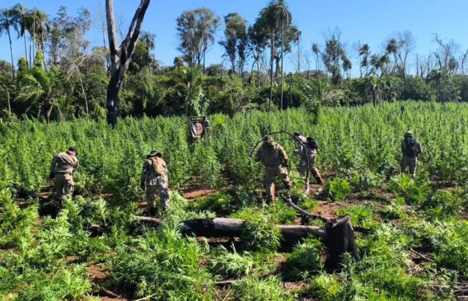 SENAD ERRADICA 18 TONELADAS DE MARIHUANA Y DESMANTELA DOS CAMPAMENTOS EN BELLA VISTA NORTE