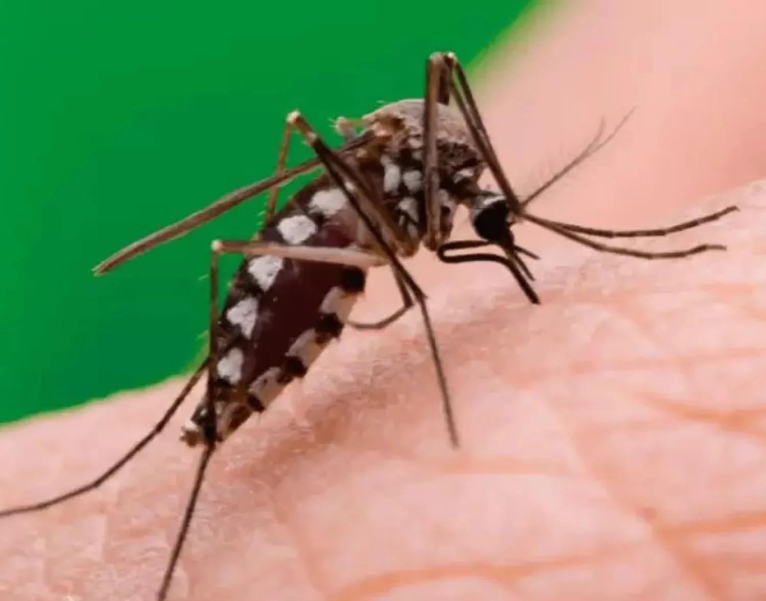 Dengue: se insta a mantener las acciones de prevención para evitar criaderos