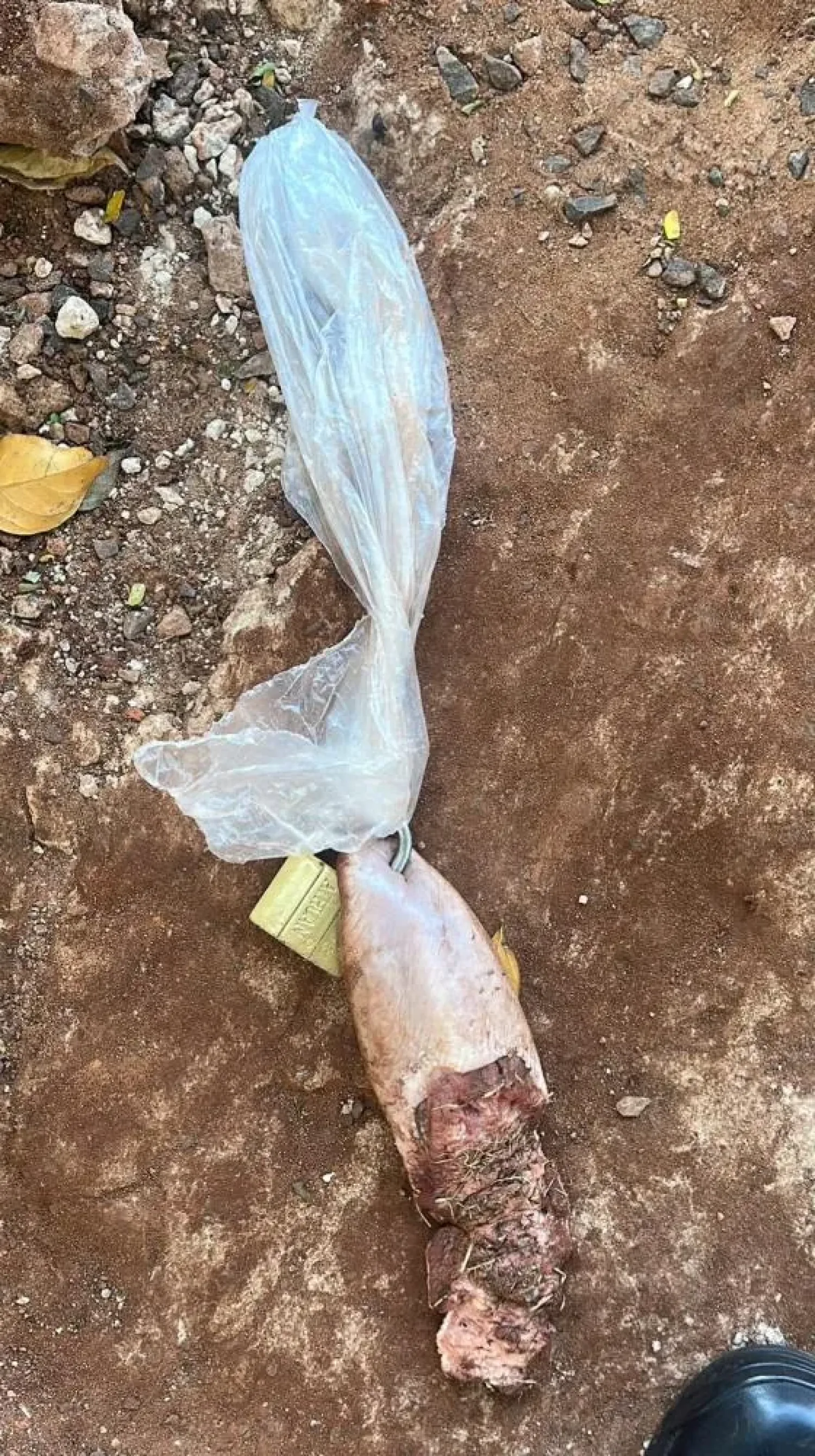 Joven recibe amenaza de muerte en una nota dejada con lengua de vaca y candado en Pedro Juan Caballero