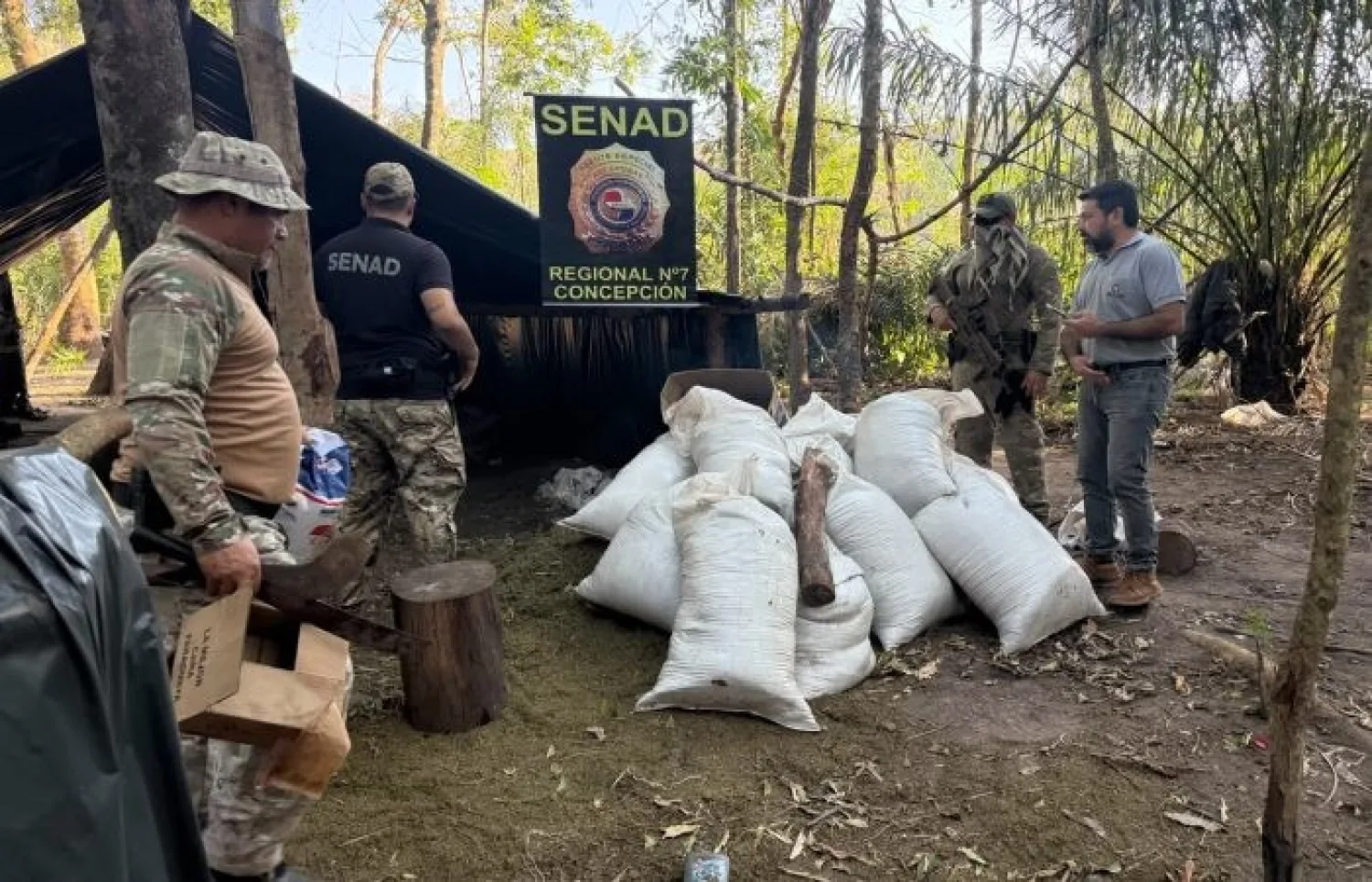 SENAD DESMANTELÓ REDES DE PRODUCCIÓN DE MARIHUANA QUE UTILIZABAN 17 CAMPAMENTOS EN CONCEPCIÓN