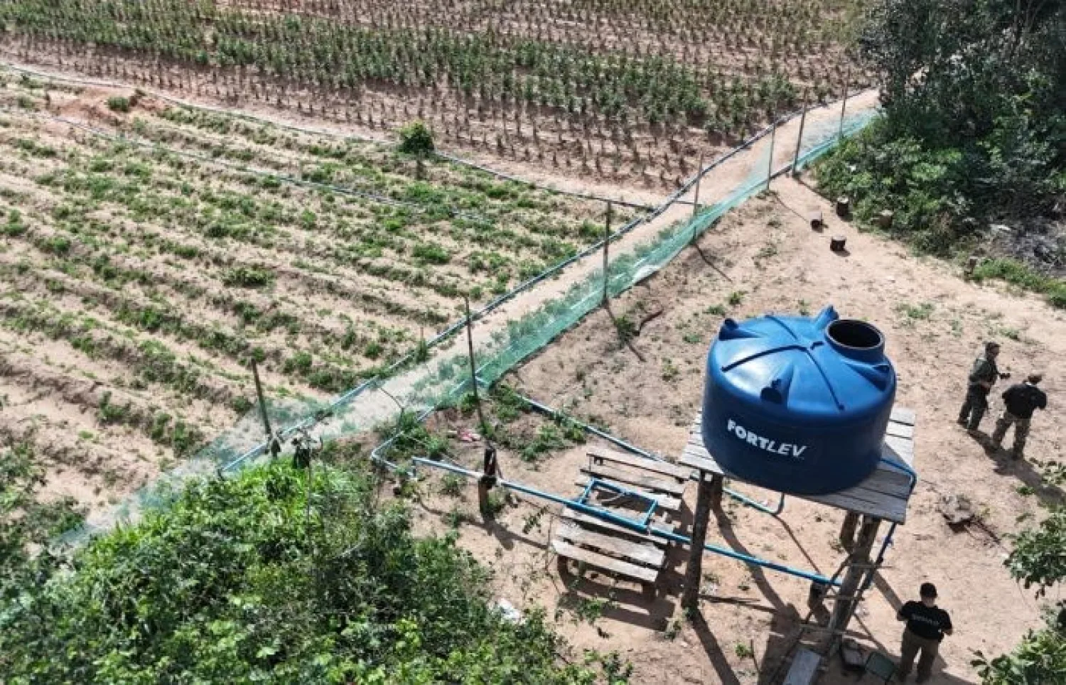 NUEVA ALIANZA 56 DESMANTELA CENTRO DE PRODUCCIÓN MECANIZADA DE MARIHUANA DE ALTA INVERSIÓN EN CAPITÁN BADO