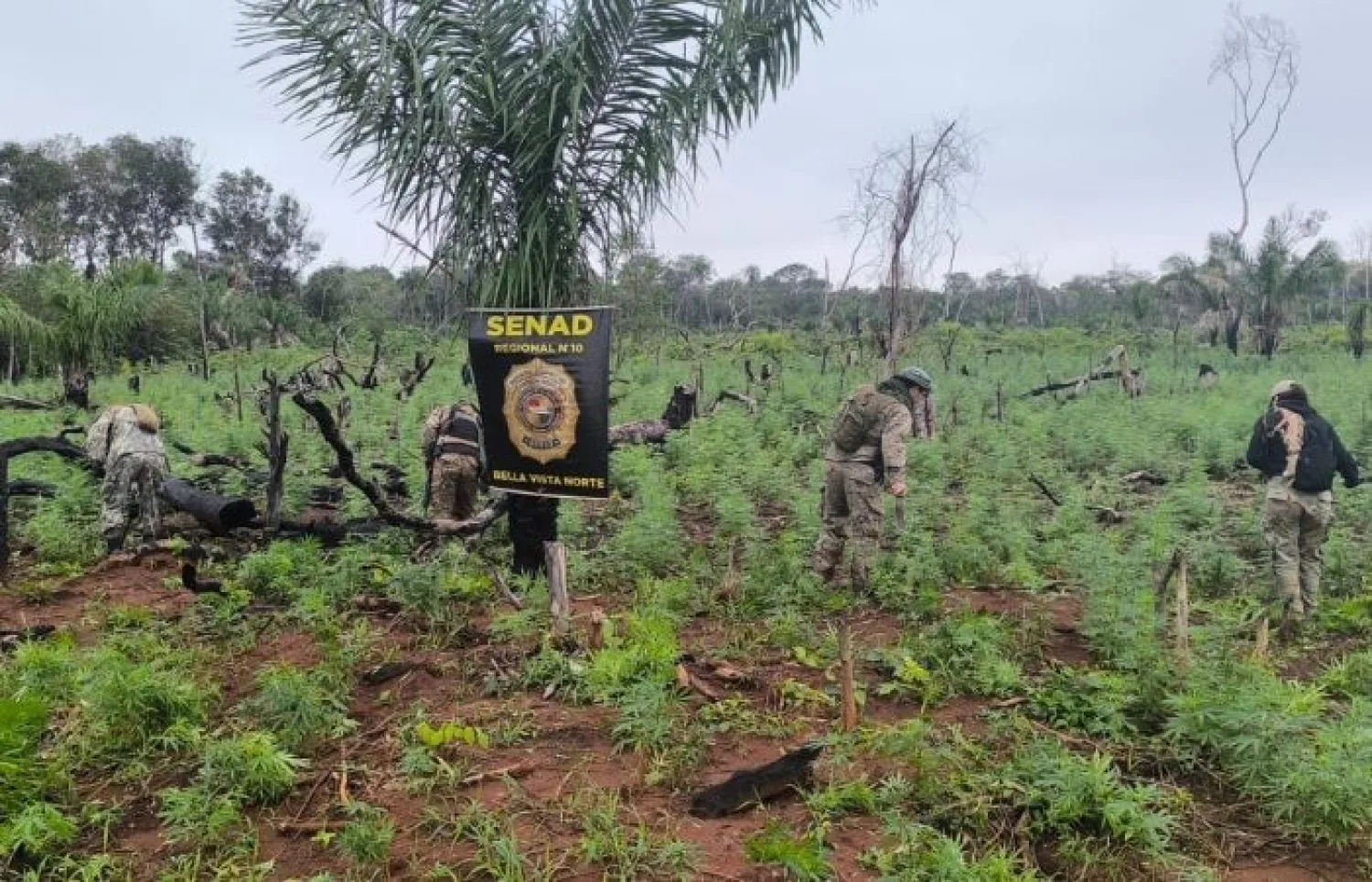 SENAD CONTINÚA LA LOCALIZACIÓN Y DESTRUCCIÓN DE CENTROS DE PRODUCCIÓN DE MARIHUANA EN BELLA VISTA NORTE